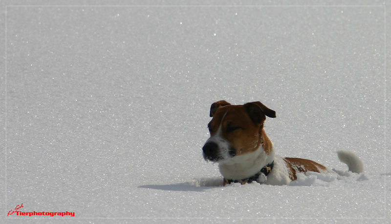 Mailo im Schnee