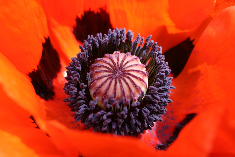 Maimohn