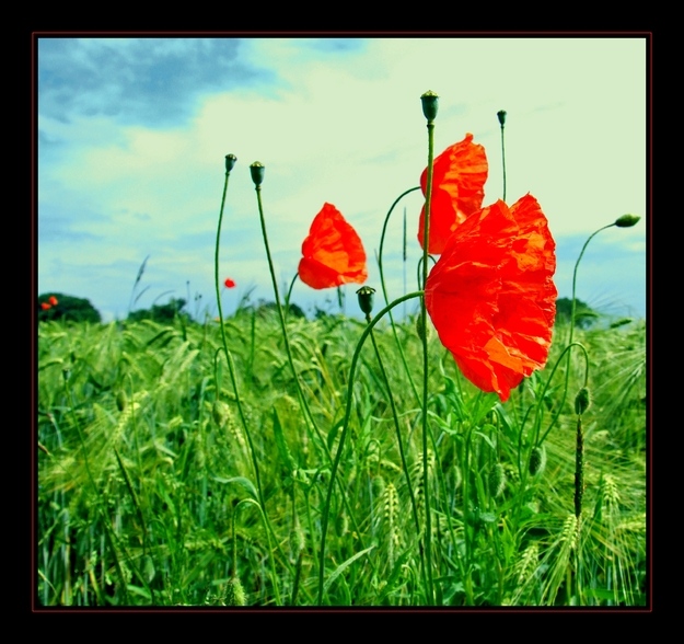 Maimohn II