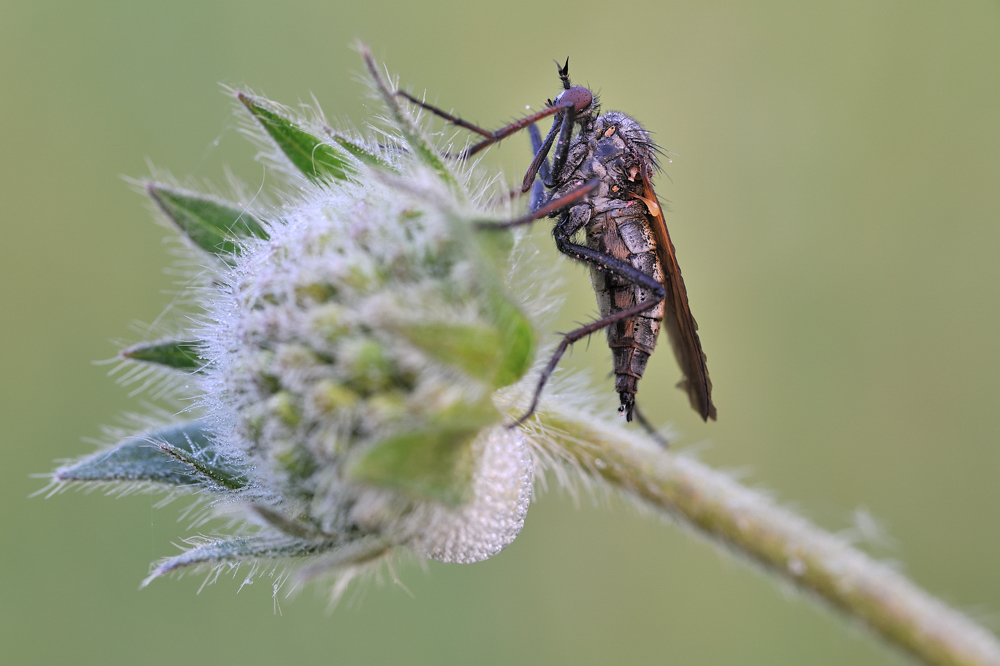 *Maimorgen in der Wiese II*