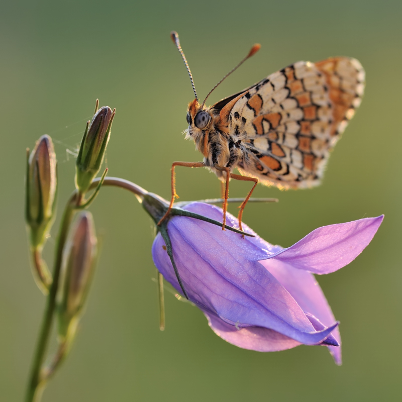 *Maimorgen in der Wiese III*