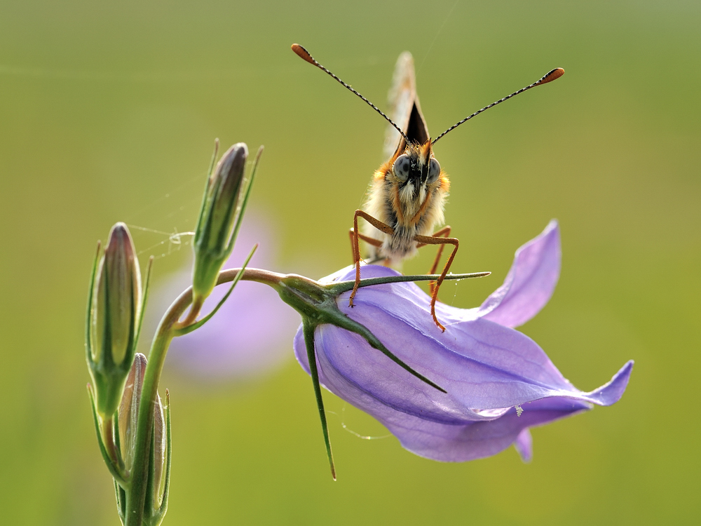 *Maimorgen in der Wiese VI*