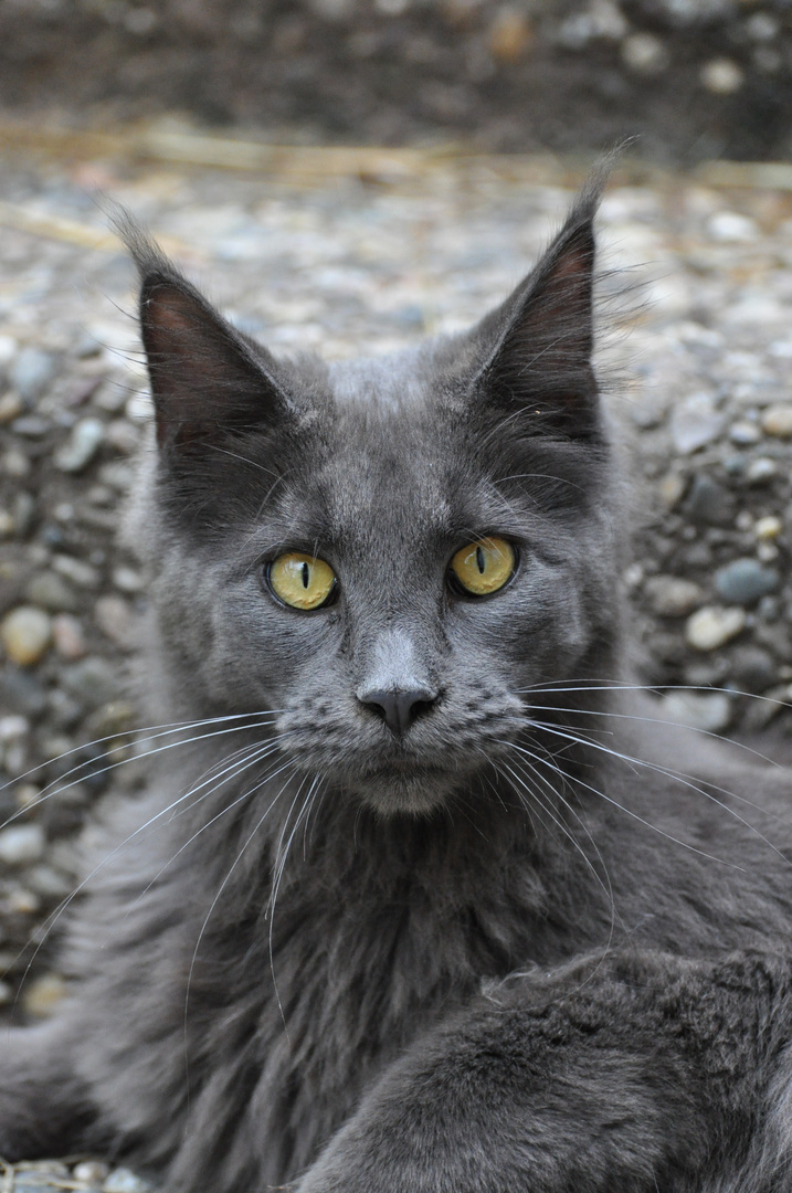 Main Coon