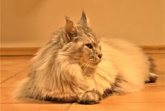 Main Coon