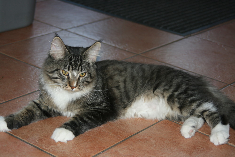 Main Coon