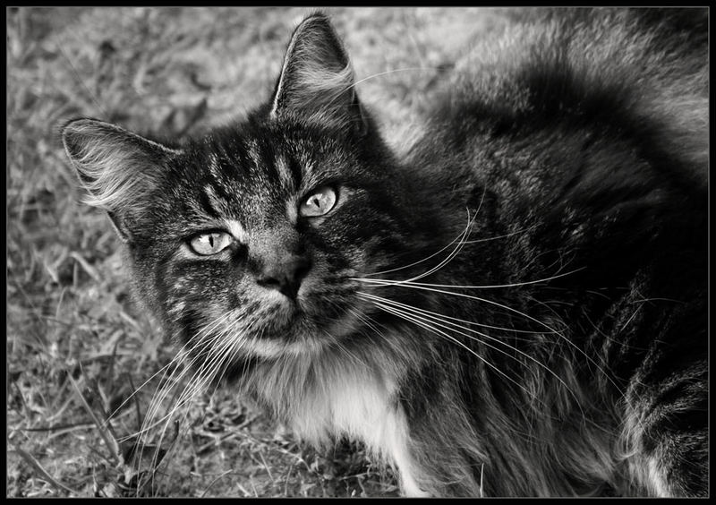 Main Coon