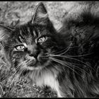 Main Coon