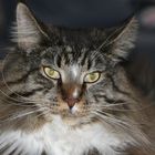 Main Coon Aragon