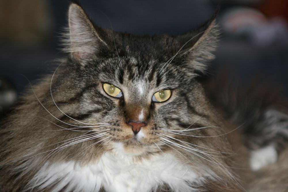 Main Coon Aragon