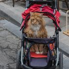 Main Coon auf Räder