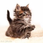 main coon baby 2