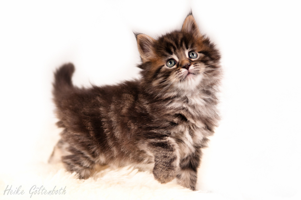 main coon baby