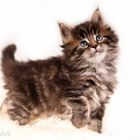 main coon baby