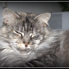 Main Coon Brandy