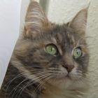 Main Coon - Cati