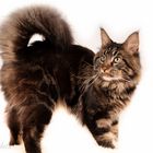 main coon daddy