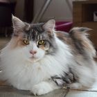 Main Coon Diva