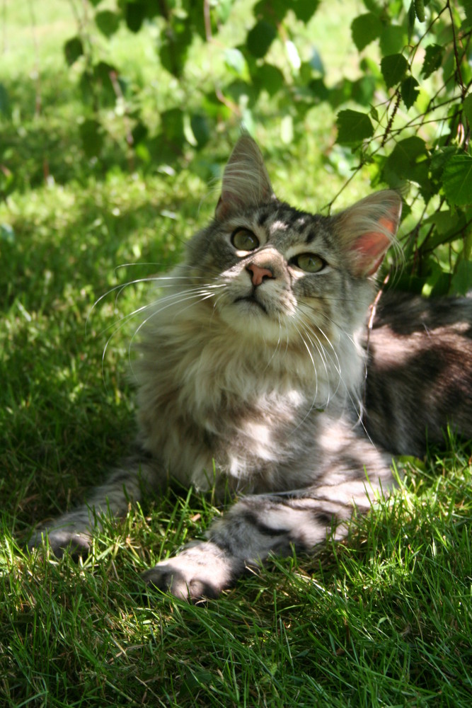 Main Coon - Felix :)