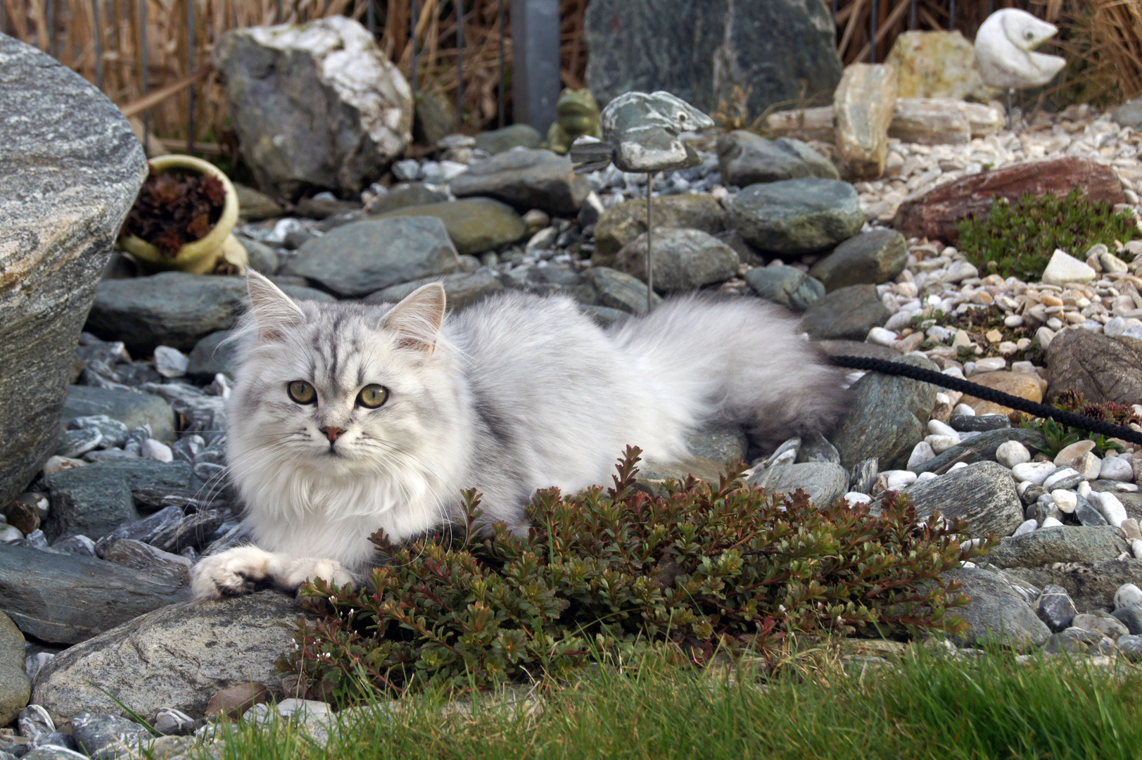 Main Coon im Garten