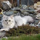 Main Coon im Garten