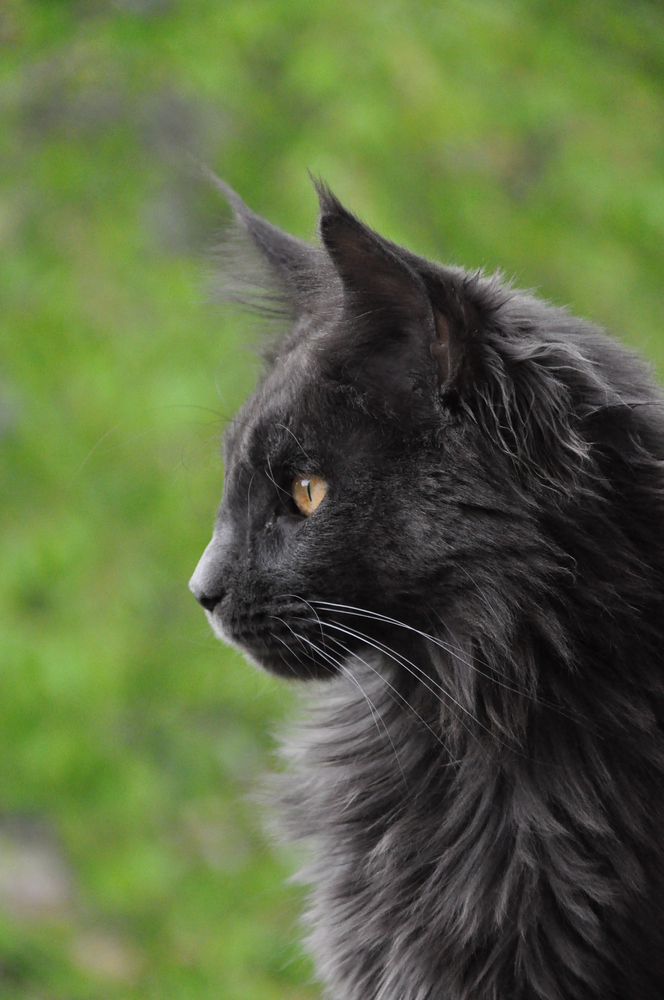 Main Coon Jedi Night