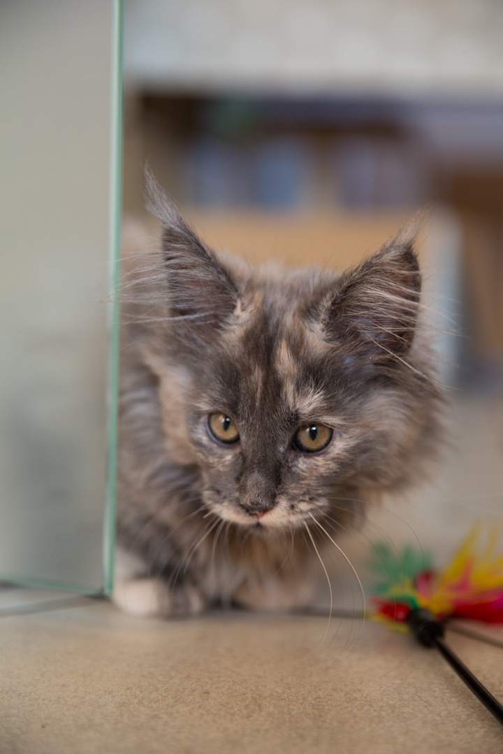 Main Coon Kätzchen