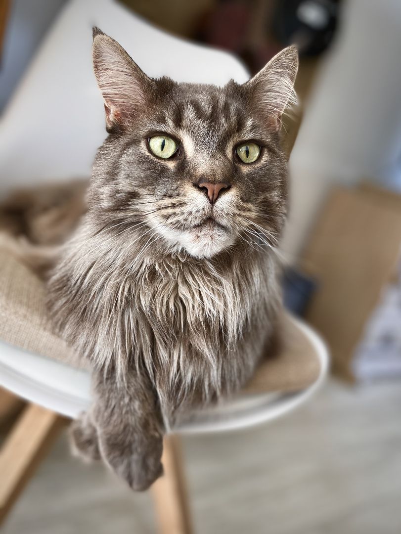 Main Coon Kater
