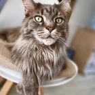 Main Coon Kater