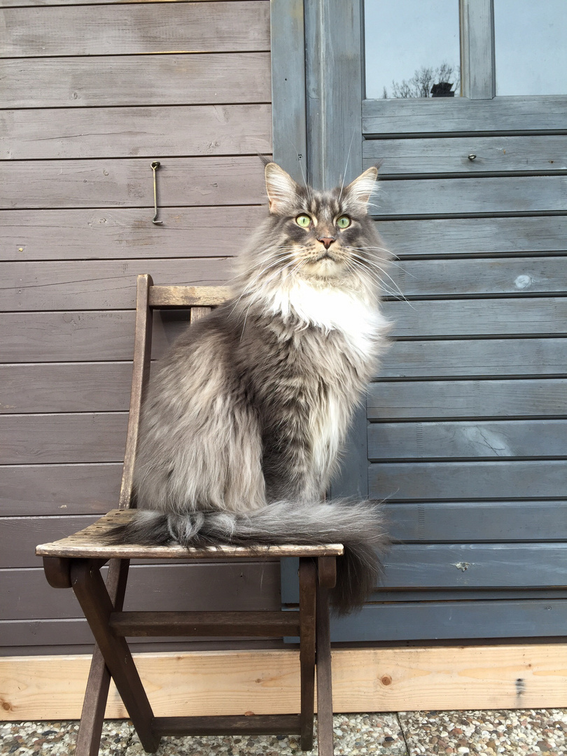 Main Coon Kater Coonie