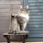 Main Coon Kater Coonie