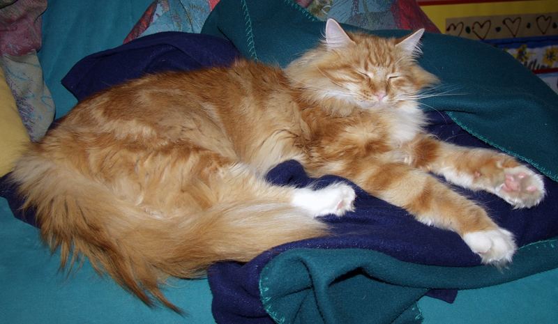 Main Coon Kater Lars