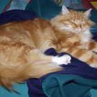 Main Coon Kater Lars