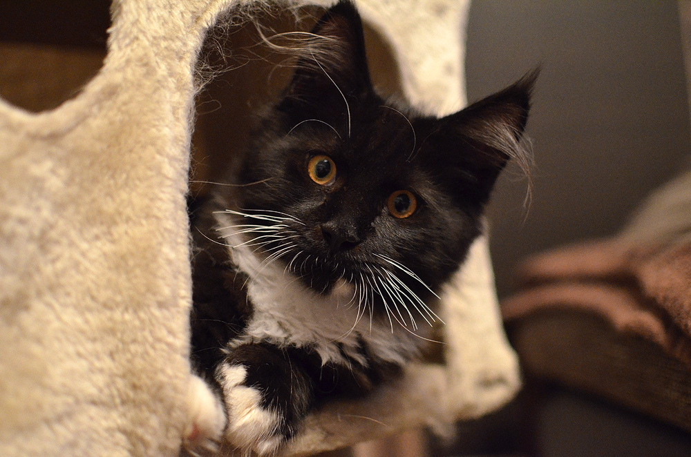 Main Coon Kater macht den Kuckuck