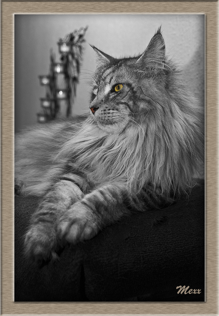 Main-Coon Kater Mexx