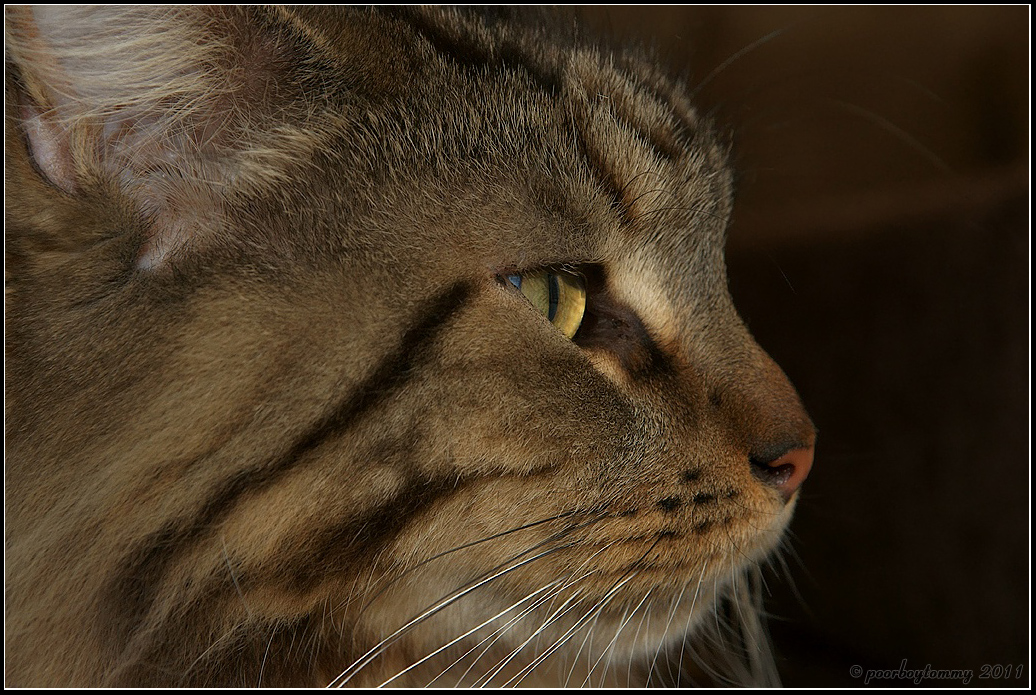 Main Coon Kater Rudi