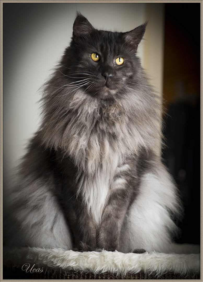 Main-Coon Kater Ucas