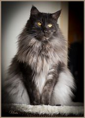 Main-Coon Kater Ucas