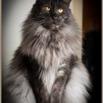 Main-Coon Kater Ucas