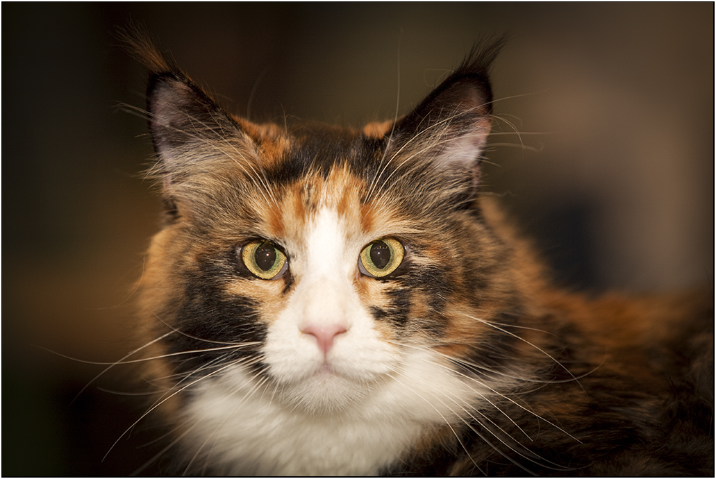 Main Coon Katze