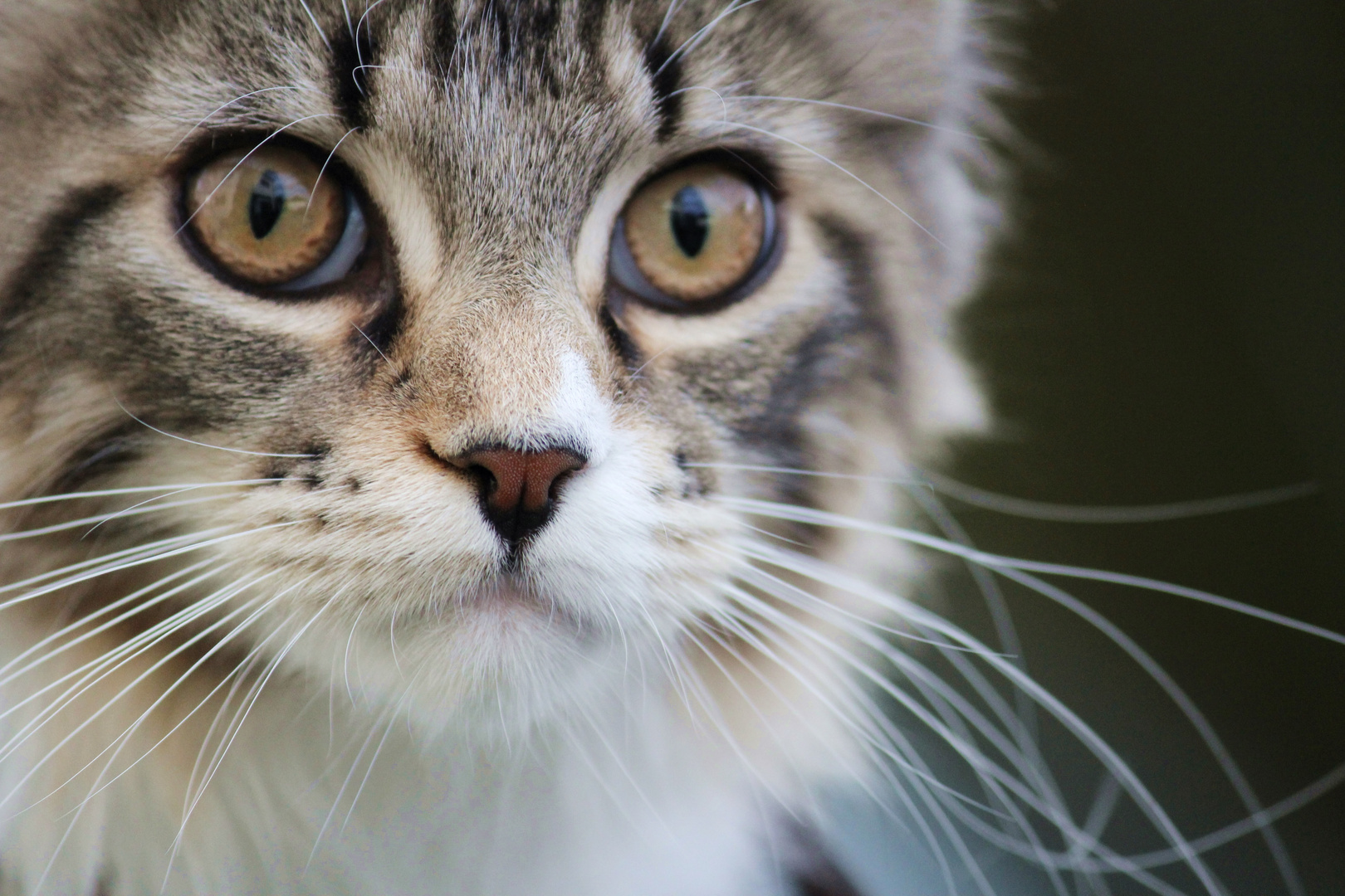 Main-Coon-Mia