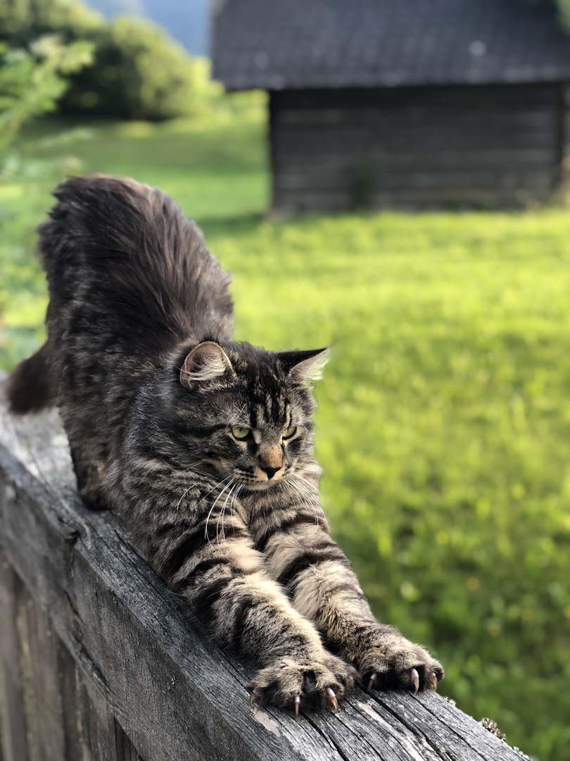 Main Coon Relaxed