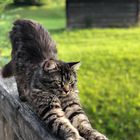 Main Coon Relaxed