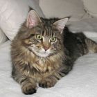 Main Coon Romulus