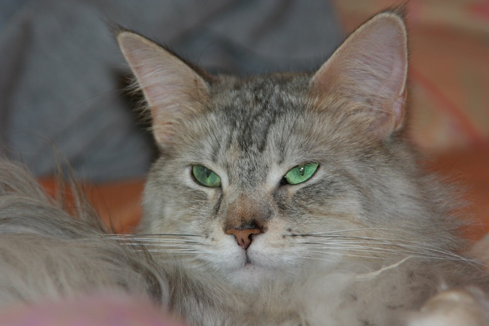 Main Coon - vom Gahlenhof