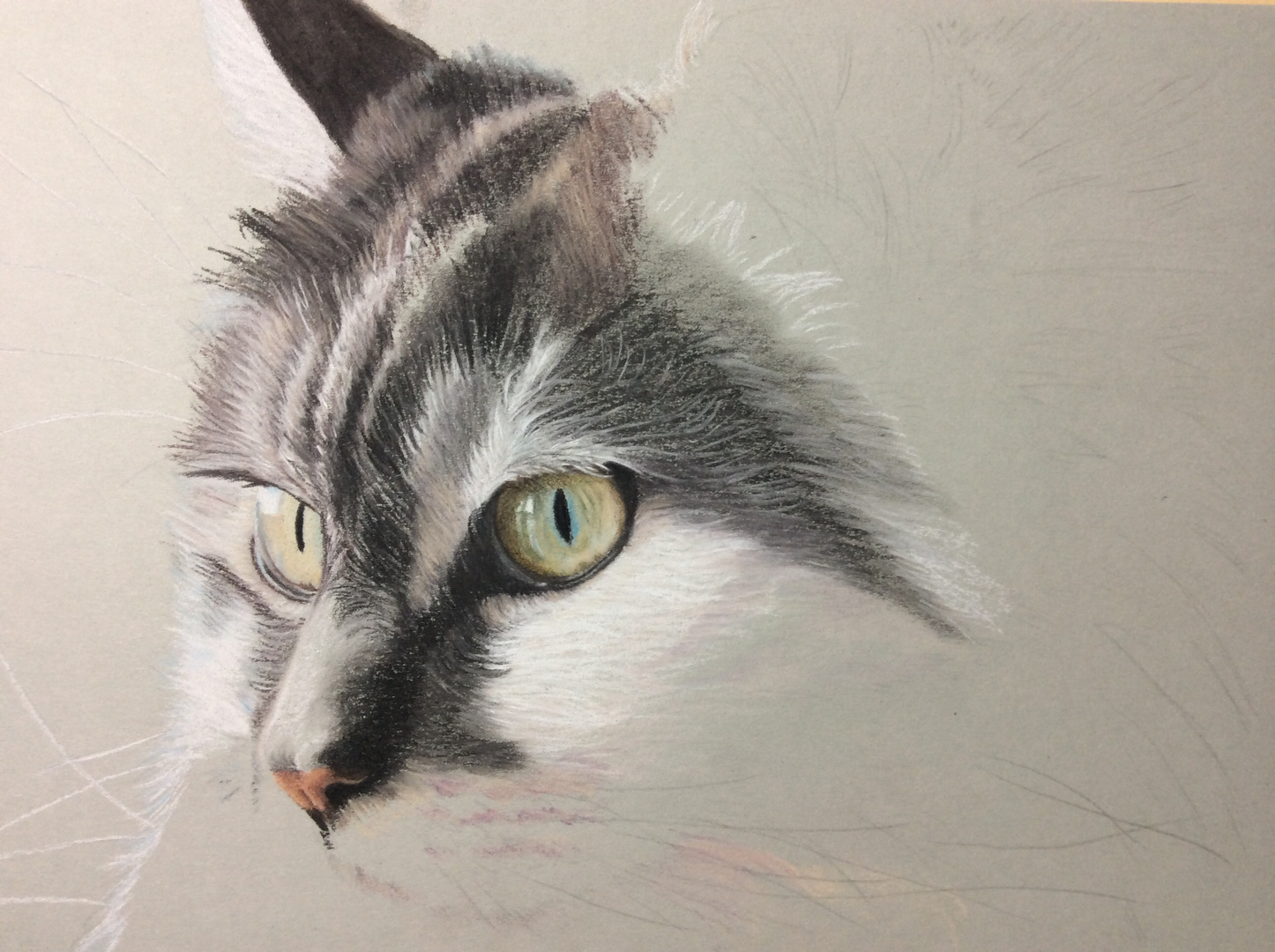 Main Coon - Zeichnung in Arbeit