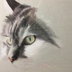 Main Coon - Zeichnung in Arbeit