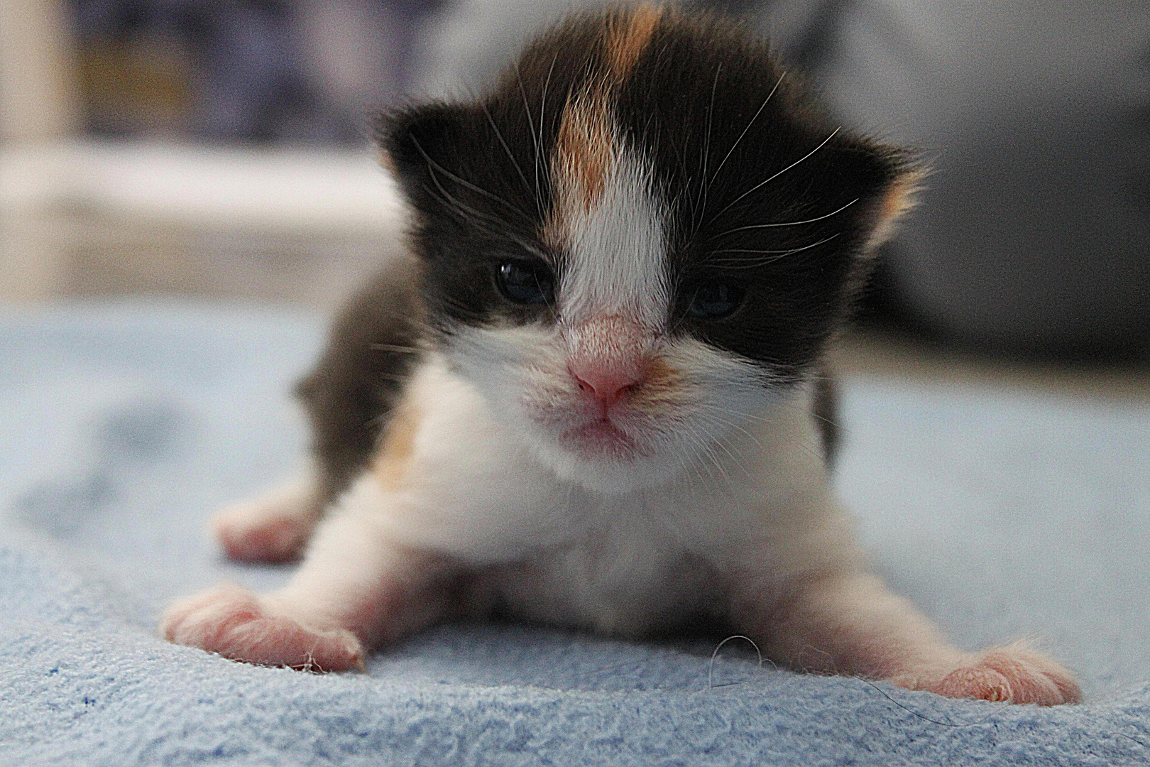Main-Coon/Perser Mix Baby Foto & Bild | tiere, haustiere ...