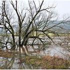 Main mit Hochwasser ,