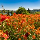 Mainau 07. Mai 2020, nach Wieder-Eröffnung (wegen Corona)