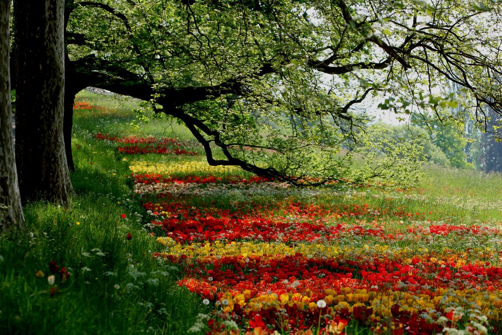 Mainau von selim ciloglu 